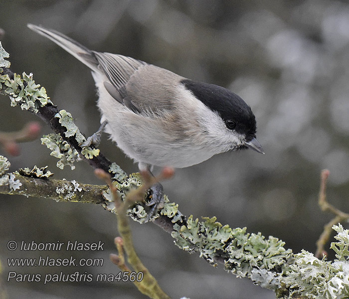 Poecile palustris Parus