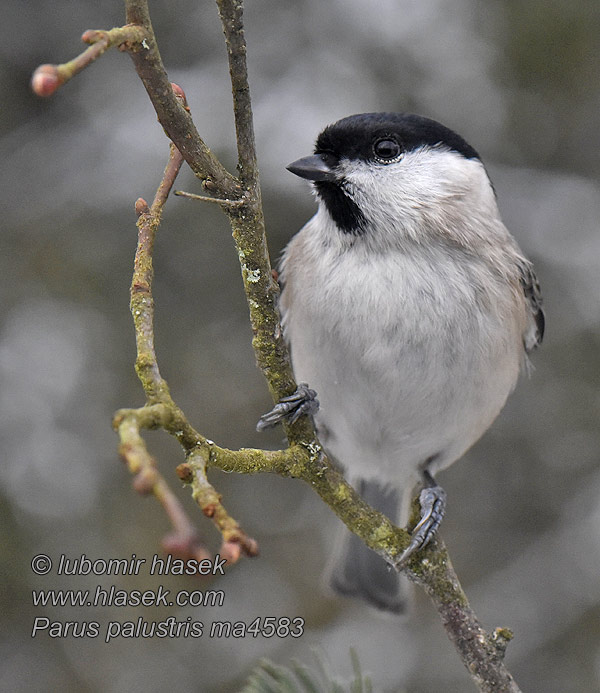 Poecile palustris Parus