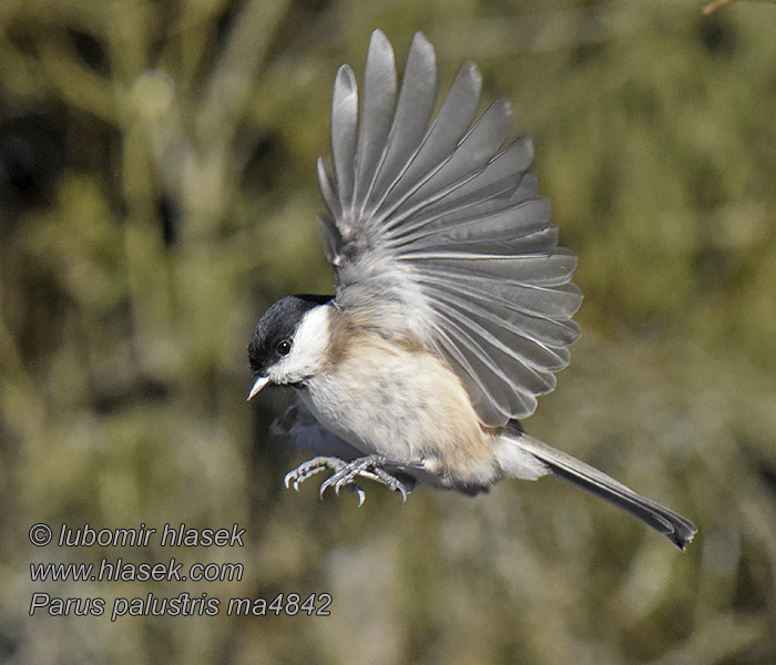 Poecile palustris Parus