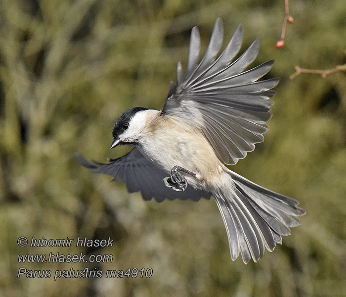 Poecile palustris Parus