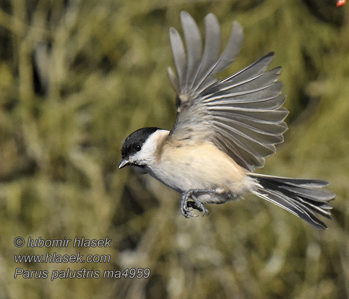 Poecile palustris Parus