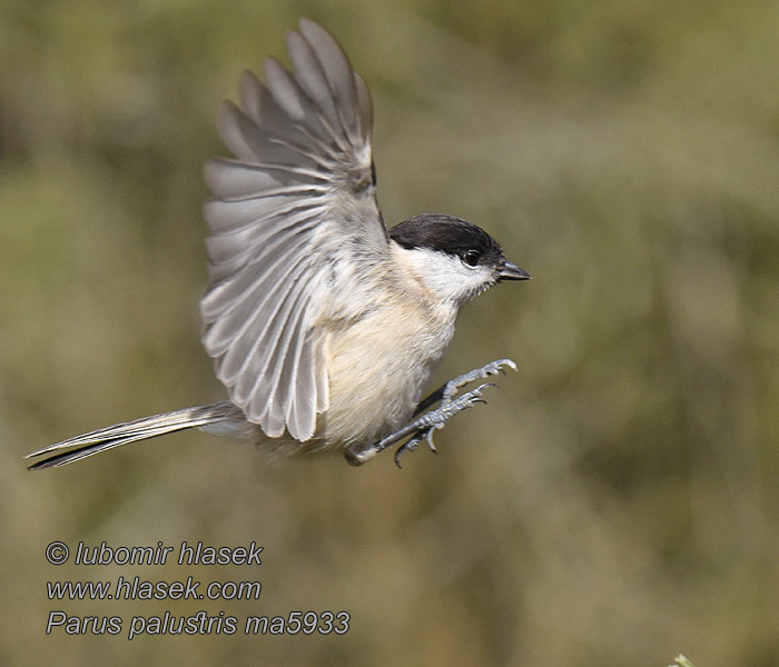 Poecile palustris Parus