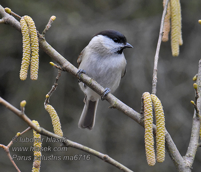 Poecile palustris Parus