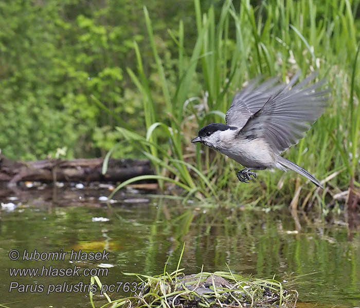 Poecile palustris Parus