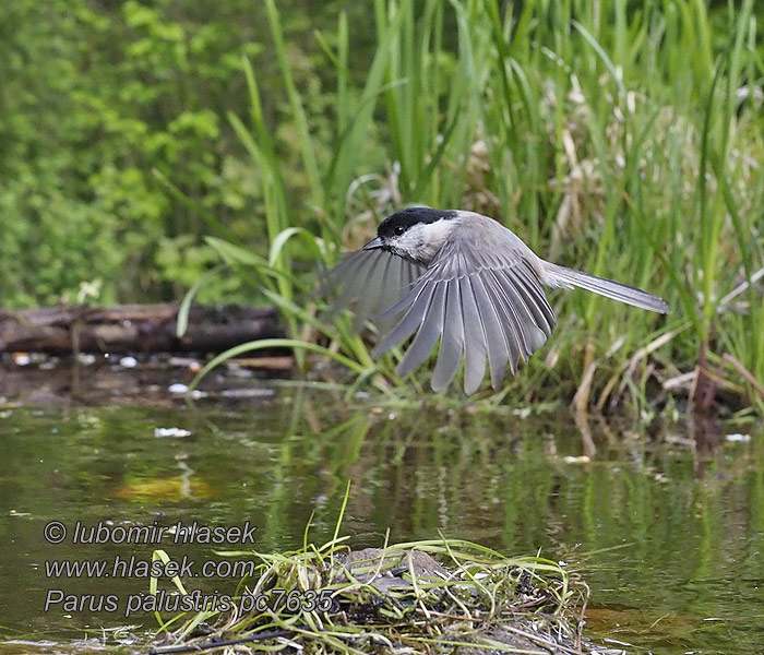 Poecile palustris Parus