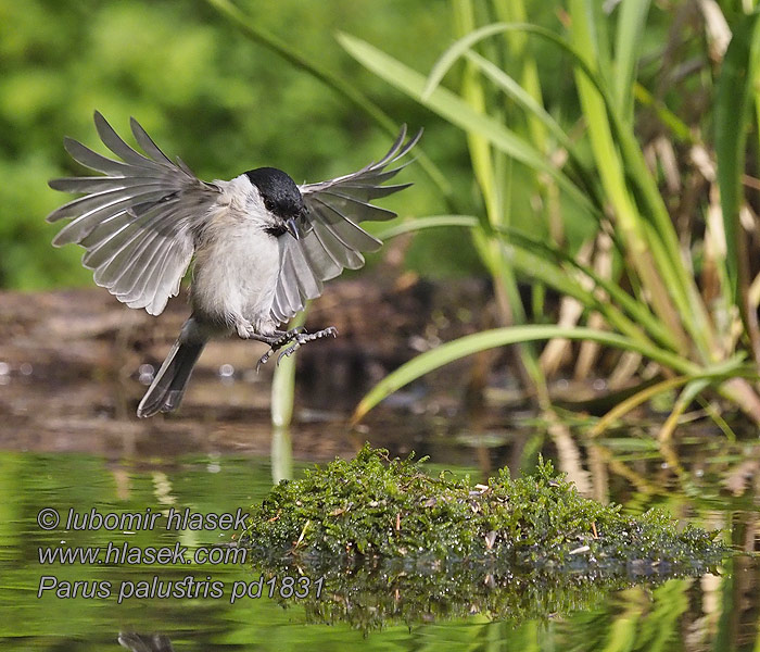 Poecile palustris Parus