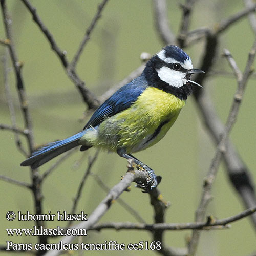 Parus teneriffae Cyanistes caeruleus African Blue Tit