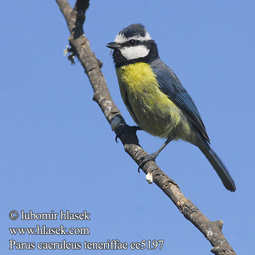 Parus teneriffae ee5197