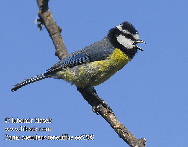 Parus teneriffae ee5208