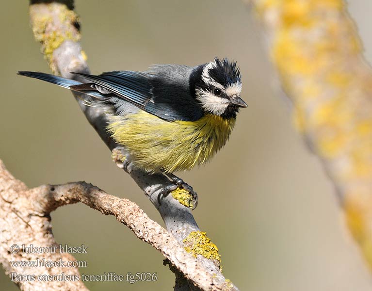 Африканская лазоревка Parus teneriffae