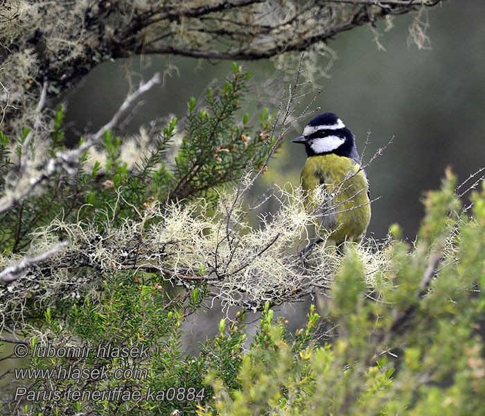 Parus teneriffae Cyanistes African Blue Tit Tenerife