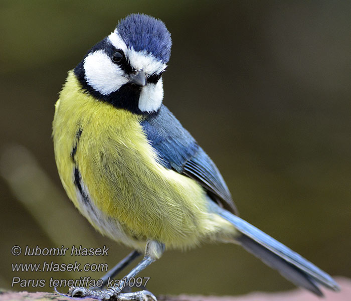 Parus teneriffae Cyanistes Kanarenmeise