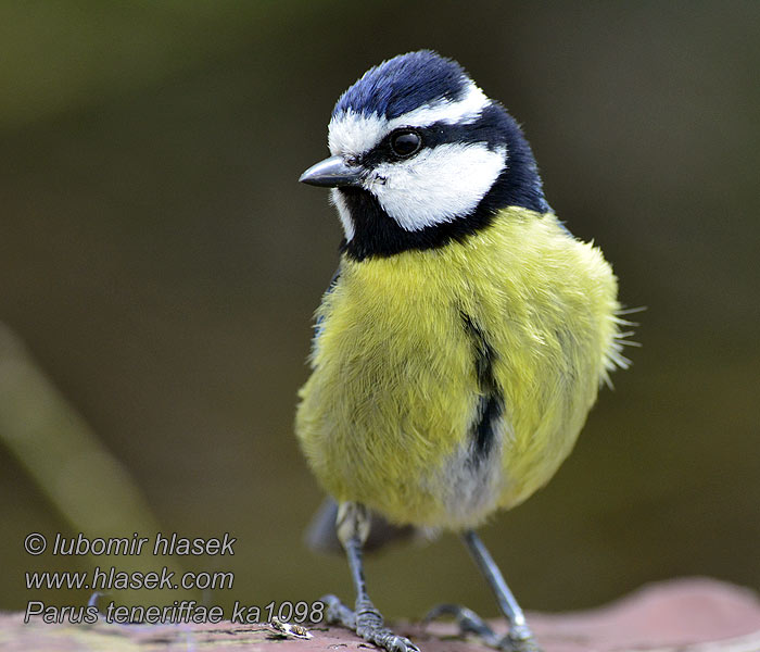 Parus teneriffae Cyanistes Mørk Blåmejse