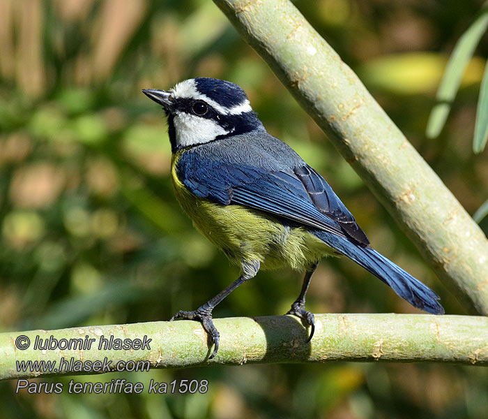 Parus teneriffae Cyanistes Herrerillo Canario