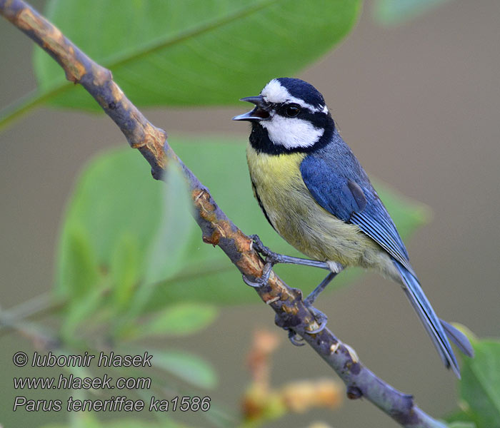 Parus teneriffae Cyanistes Mésange nord-africaine