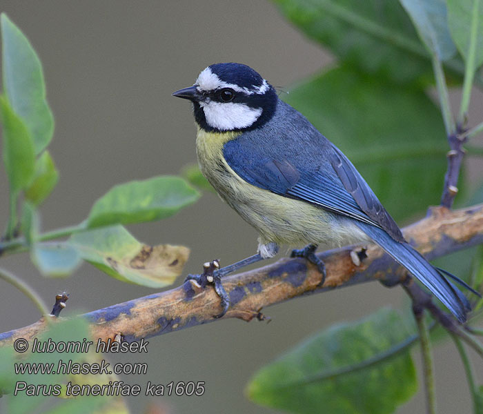 Parus teneriffae Cyanistes Cinciarella Tenerife