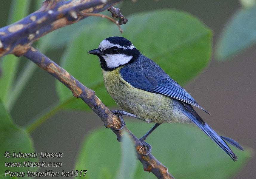 Parus teneriffae Cyanistes アオガラ Modraszka kanaryjska