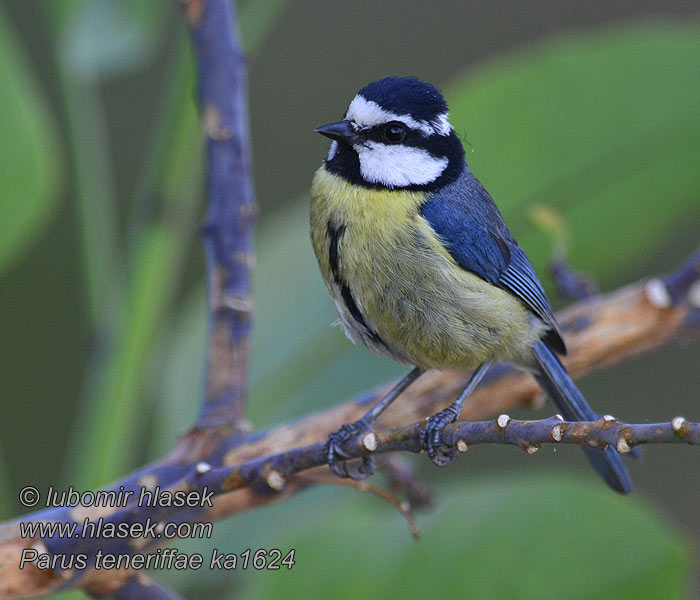 Parus teneriffae Cyanistes Tenerifepimpelmees Африканская лазоревка