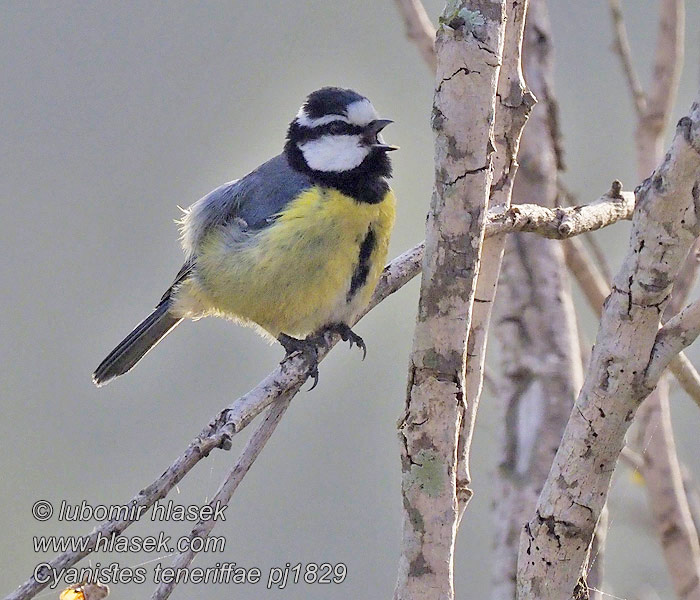 Sýkora modrá African Blue Tit Tenerife Kanarenmeise Cyanistes teneriffae Parus