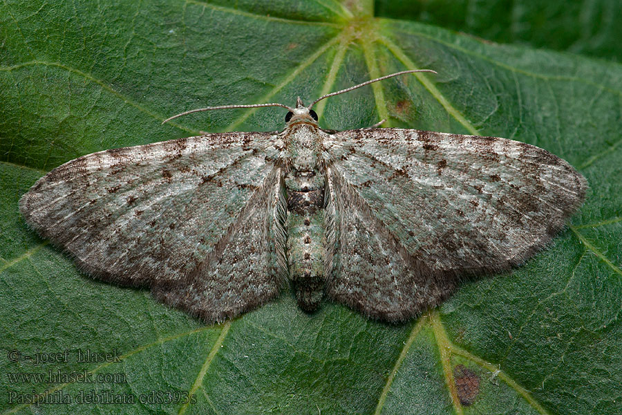 Pasiphila debiliata Heidelbeer-Blütenspanner Bosbesdwergspanner