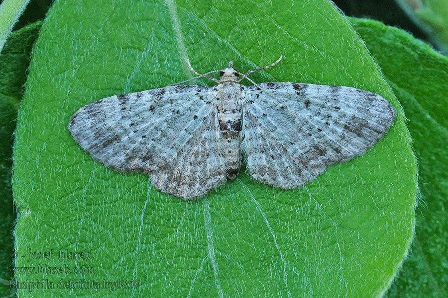 Heidelbeer-Blütenspanner Pasiphila debiliata