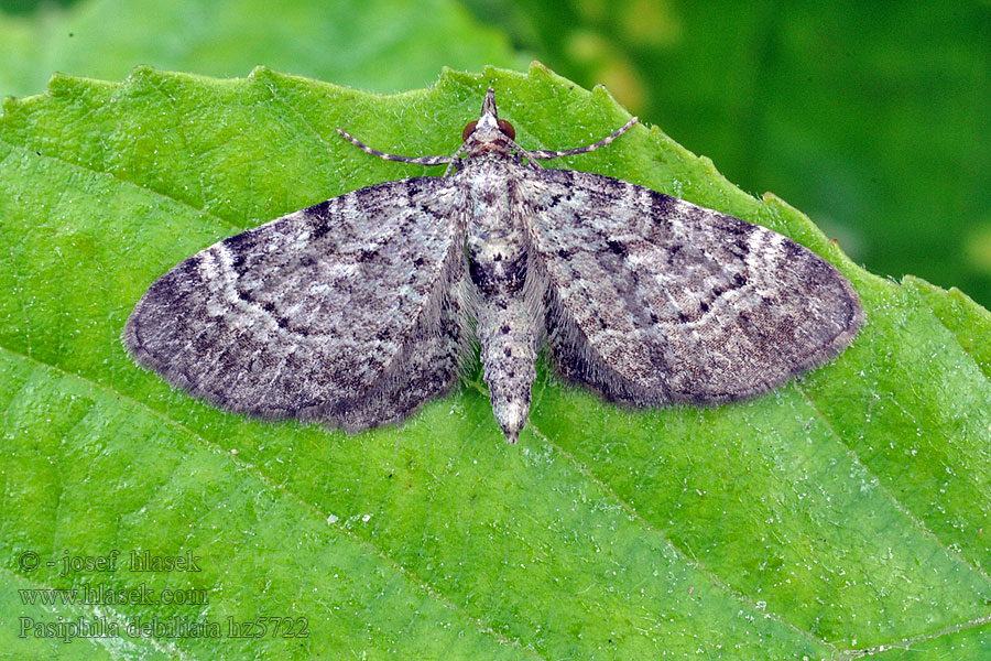 Bosbesdwergspanner Pasiphila debiliata