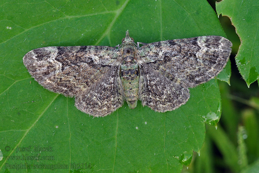 Kvetnatka sadová Eupithécie rectangulaire Пяденица черёмуховая Pasiphila rectangulata