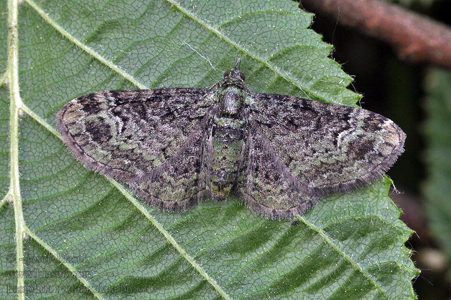 Pasiphila rectangulata Píďalička jabloňová Grön malmätare