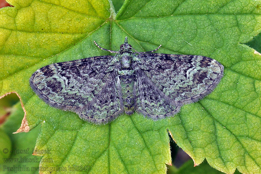 Graugrüner Apfel-Blütenspanner Green Pug Kvetnatka sadová