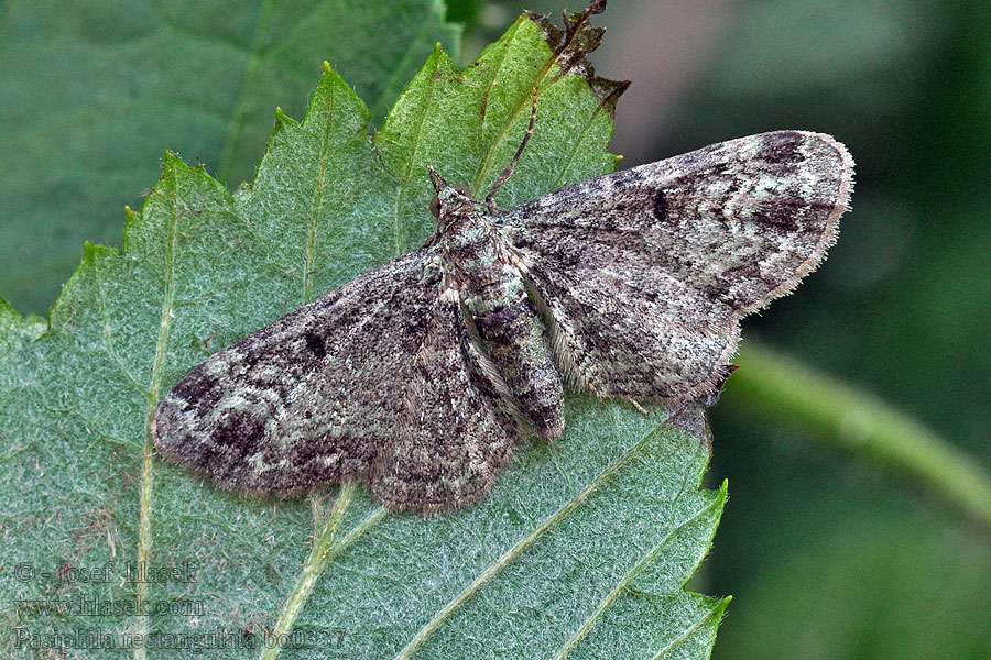 Eupithécie rectangulaire Пяденица черёмуховая Grotniczek owocowiec