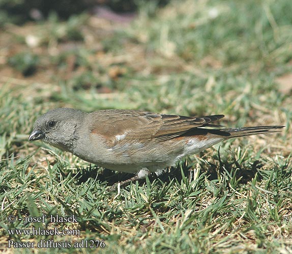 Passer diffusus Southern Greyheaded grey-headed Sparrow