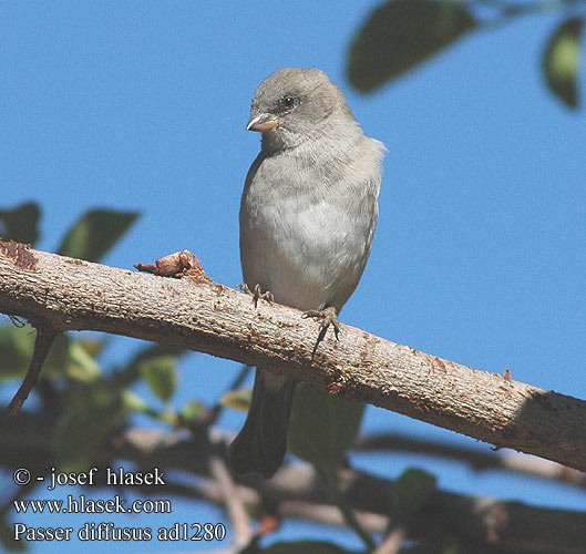 Angolaspurv Moineau sud-africain Grijskopmus Passero Testagrigia