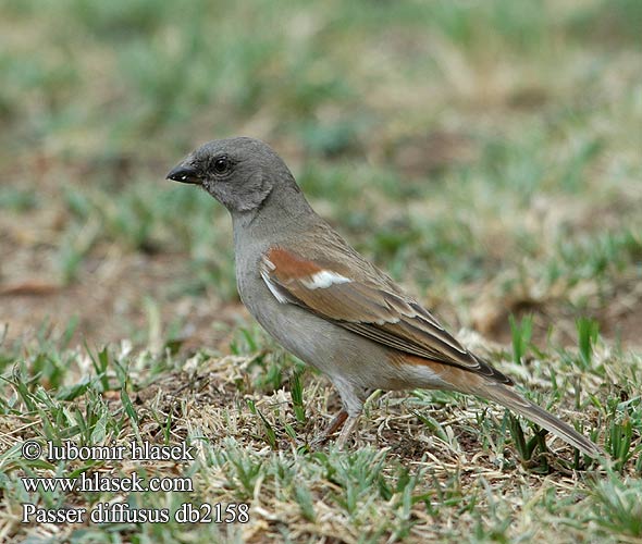 Southern Greyheaded grey-headed Sparrow Angolaspurv