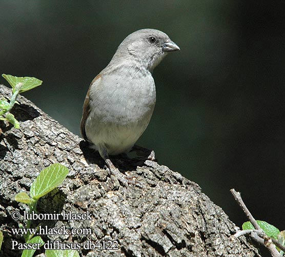 Moineau sud-africain Grijskopmus Passero Testagrigia Sud