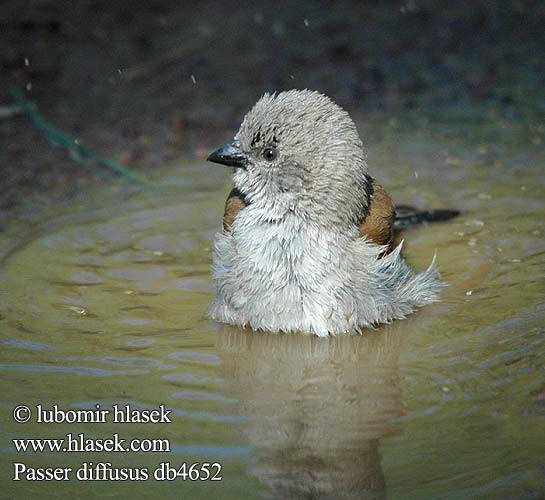 Gorrión sureño cabeza gris Gryskopmossie Passer diffusus