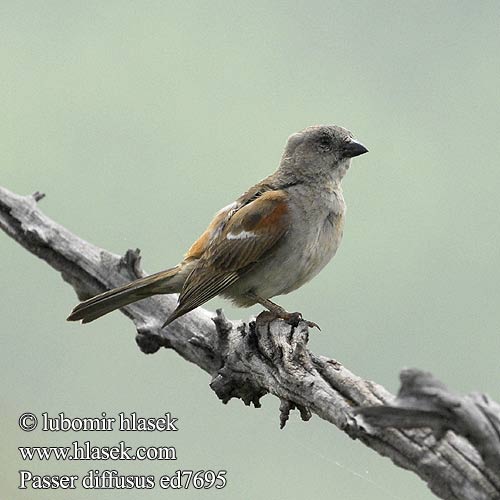 サバクスズメ Mozambique-mus Pardal meridional Passer diffusus