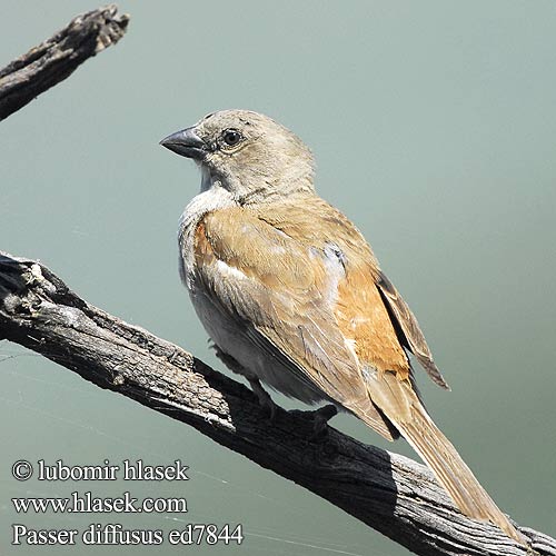 Southern Greyheaded grey-headed Sparrow Angolaspurv