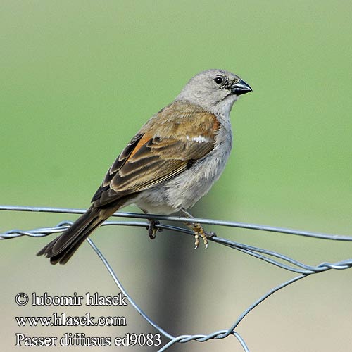 Moineau sud-africain Grijskopmus Passero Testagrigia Sud