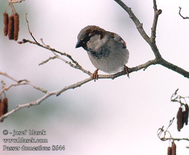 Passer domesticus House Sparrow Gråspurv Varpunen