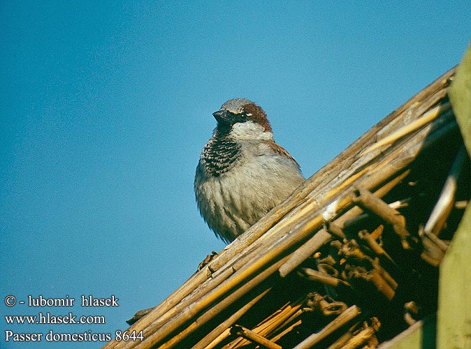 Passer domesticus 8644