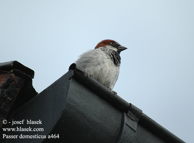 Passer domesticus a464