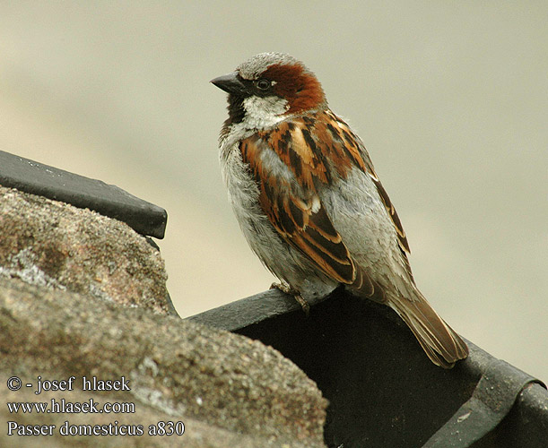 Passer domesticus a830