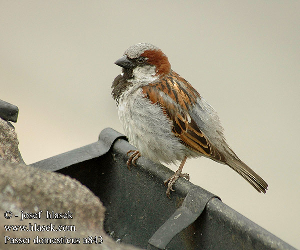 Adaikalang kuruvi Passer domesticus House Sparrow Gråspurv