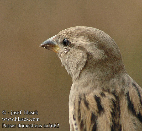 House Sparrow Gråspurv Varpunen Moineau domestique huismus