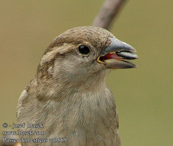 Passer domesticus aa3669