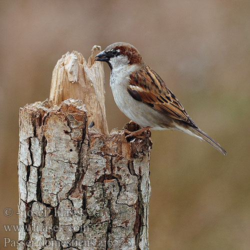 Passer domesticus aj6523