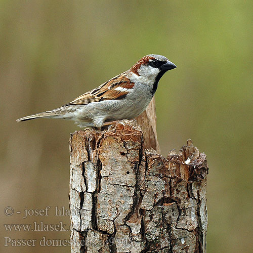 Adaikalang kuruvi Passer domesticus House Sparrow Gråspurv