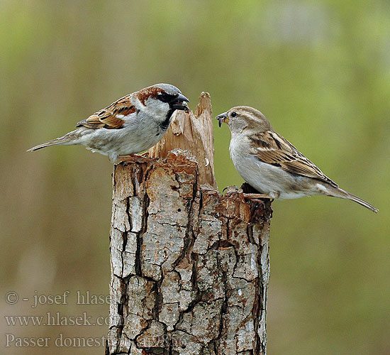 Moineau domestique huismus Passero domestico Házi veréb