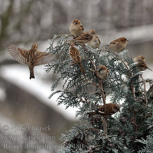 Passer domesticus ba1480