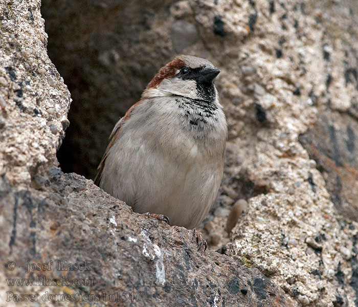 Vrabec domácí Passer domesticus